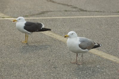 lesser black-backed gull salisbury