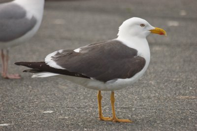 lesser black-backed gull salisbury
