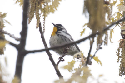 yellow throated warbler hellcat plum islan