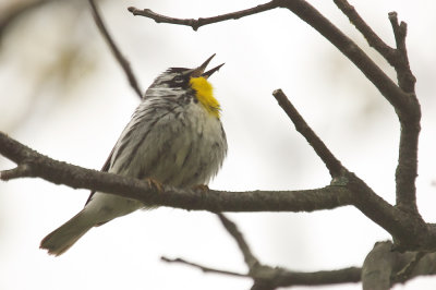 yellow_throated_warbler