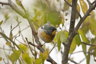 northern parula plum island