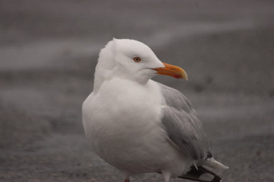 very bright herring gull salisbury  love this bird