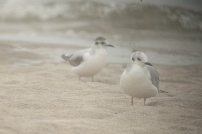 little gull (left) sandy point plum island ma