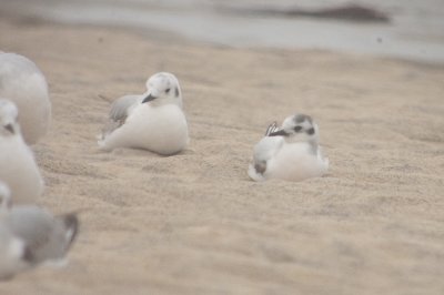 little gull (right) sandy point plum island ma