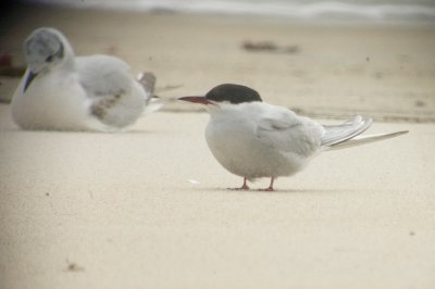 arctic tern sandy point plum island