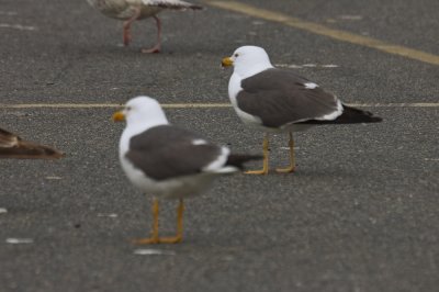 lesser black-backed gulls salisbury ma