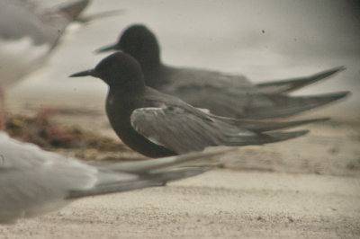 black tern sandy point plum island ma