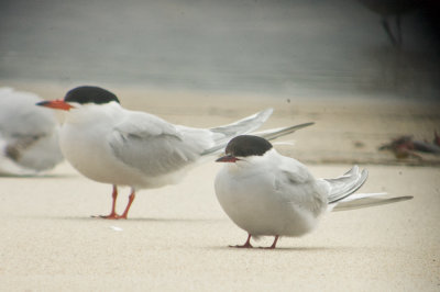 arctic tern sandy point plum island ma