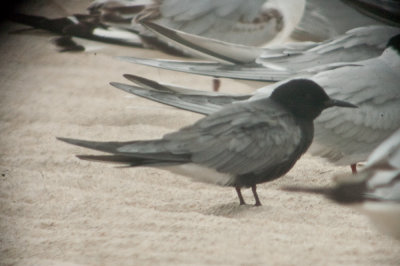 black tern sandy point plum island ma