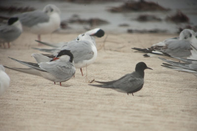 black tern sandy point plum island ma