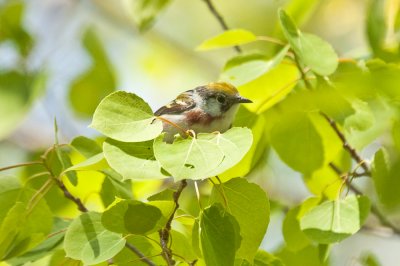 chestnut-sided warbler plum island