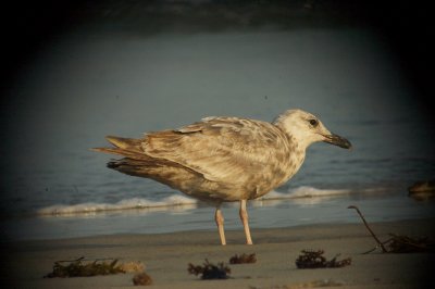 gull sandy point