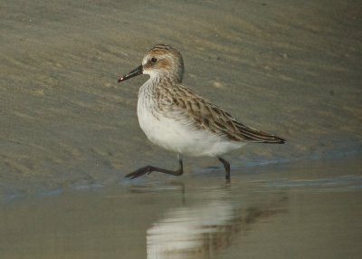 semipalmated sandpiper sandy point plum island