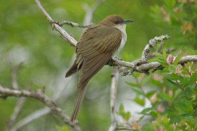 black-billed cuckoo plum island