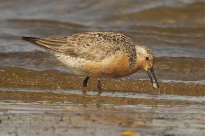 eating baby clams red knot plum island sandy point