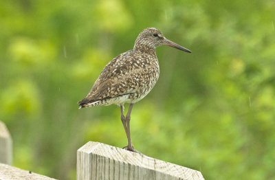 eastern willet plum island