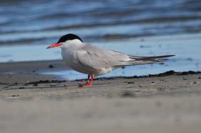 common tern sandy point plum island