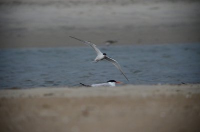 elegant_tern sandy point plum island ma