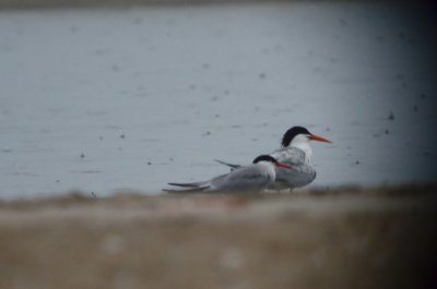 elegant_tern sandy point plum island ma