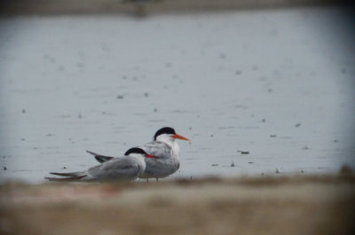 elegant_tern sandy point plum island ma