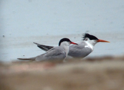 elegant_tern sandy point plum island ma