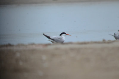 elegant_tern sandy point plum island ma