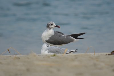 laughing gull sandy point plum island