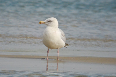 small angry looking herring gull