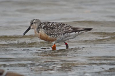 banded red knot sandy point plum island