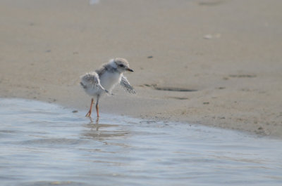 cute little piping plover