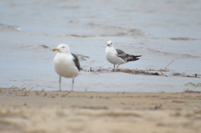 lesser black- back in back (GBBB in foreground) sandy point plum island