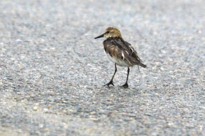 oiled? semipalmated sandpiper plum island