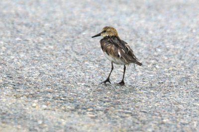 oiled? semipalmated sandpiper plum island