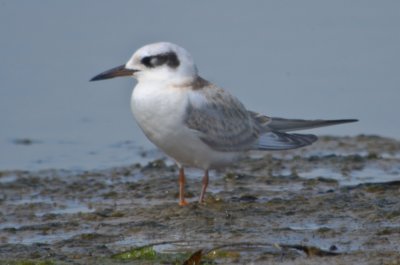 Forster's tern Sandy Point Plum Island