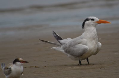 Royal Tern Sandy Point Plum Island