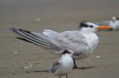 Royal Tern Sandy Point Plum Island