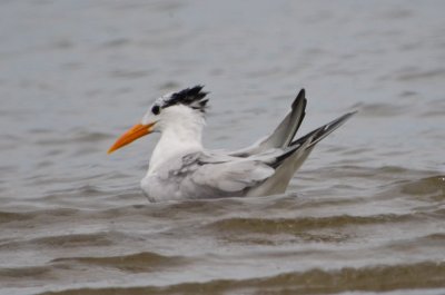 Royal Tern Sandy Point Plum Island