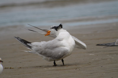 Royal Tern Sandy Point Plum Island