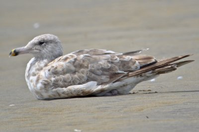 another interesting looking herring gull