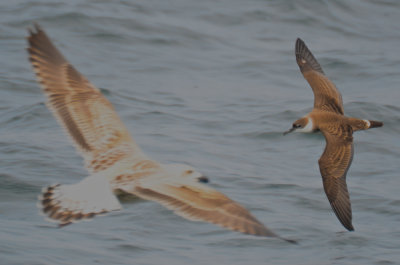 greater shearwater and GBBG