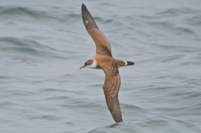 greater  shearwater