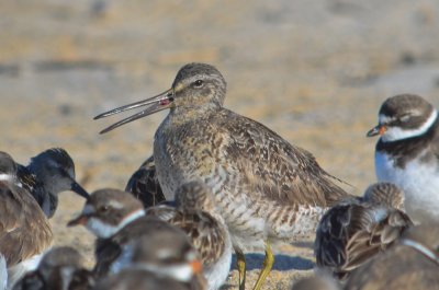 short billed dowitcher sandy point plum island