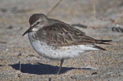 white-rump sandy point pi