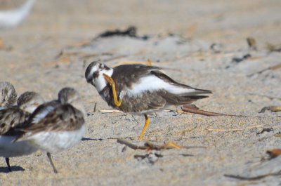 scratchy semipalmated plover
