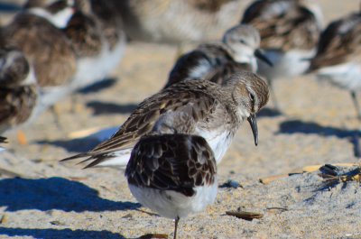 white-rump sandy point pi