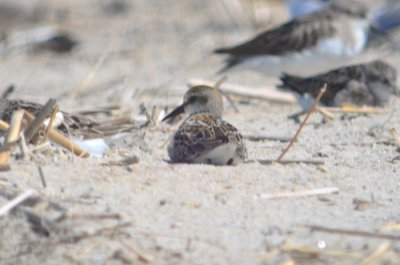 possible Western sandpiper sandy point pi