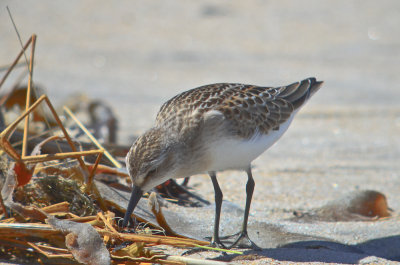 look at those webs semipalmated sandpiper