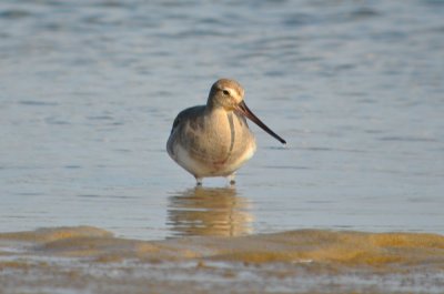 hudsonian godwit sandy point plum island