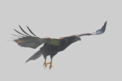 juv bald eagle plum island