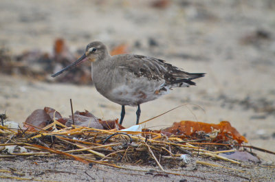 hudsonian godwit sandy point plum island